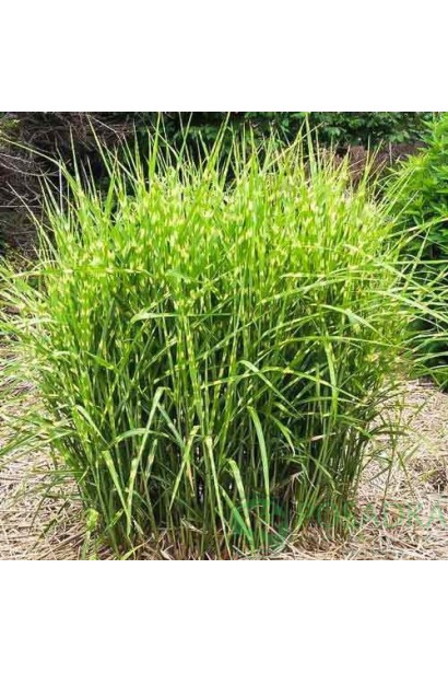 Сріблясті китиці міскантуса `Little Zebra`